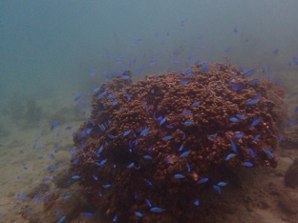 海陽町のお魚さんたち