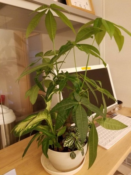 観葉植物