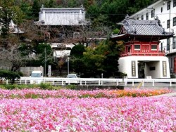 十楽寺前のコスモス畑