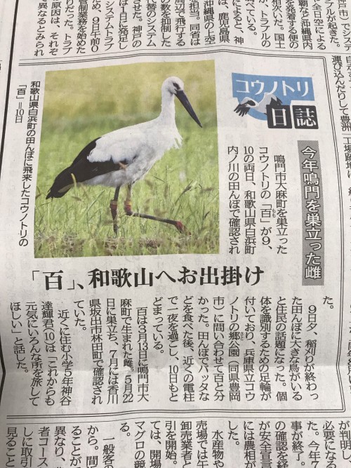 コウノトリの記事