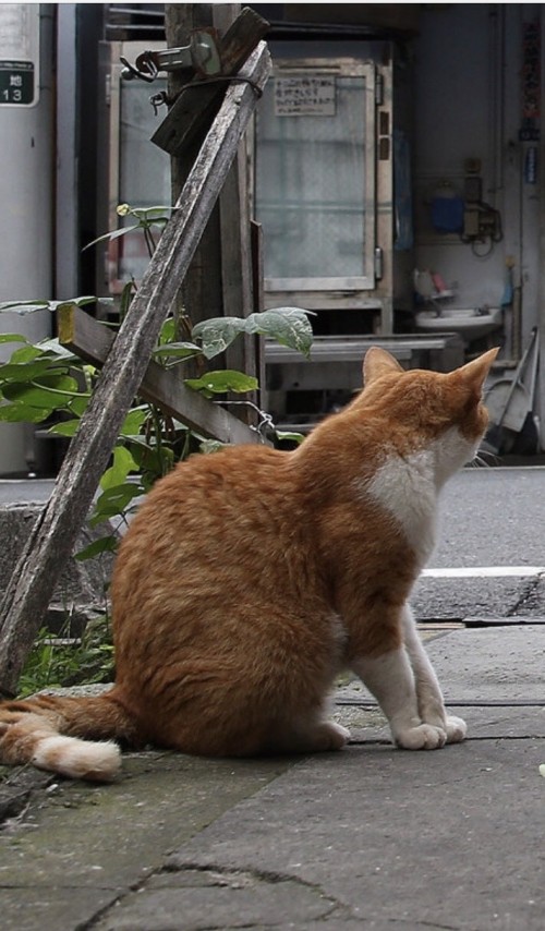 築地市場に残された野良猫たち