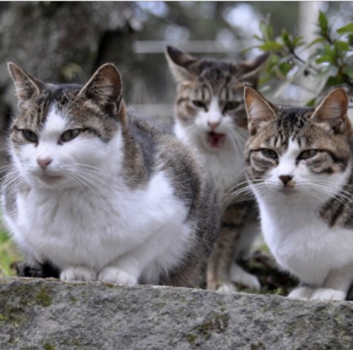 築地市場に残された野良猫たち