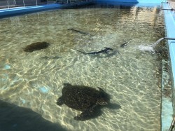 『むろと廃校水族館』