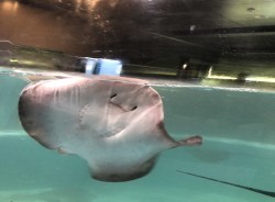 『むろと廃校水族館』