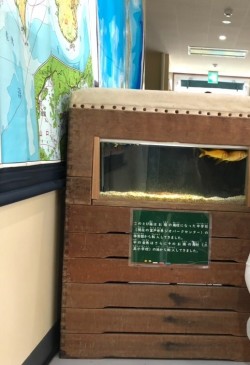 『むろと廃校水族館』