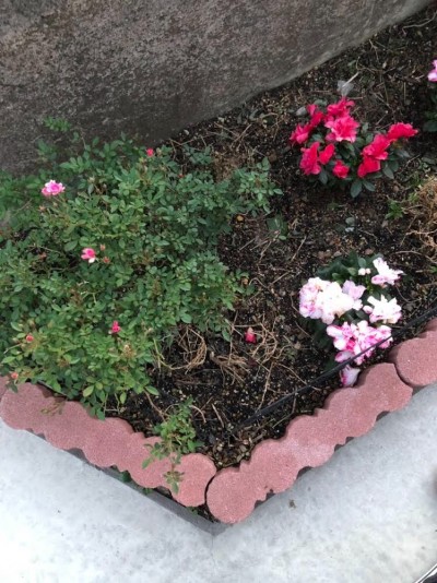 我が家の庭には季節の花が植わっています